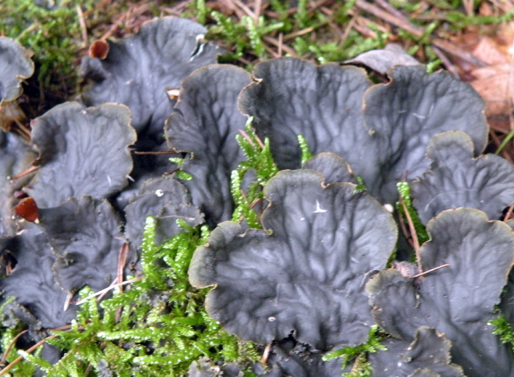 Peltigera praetextata (?)